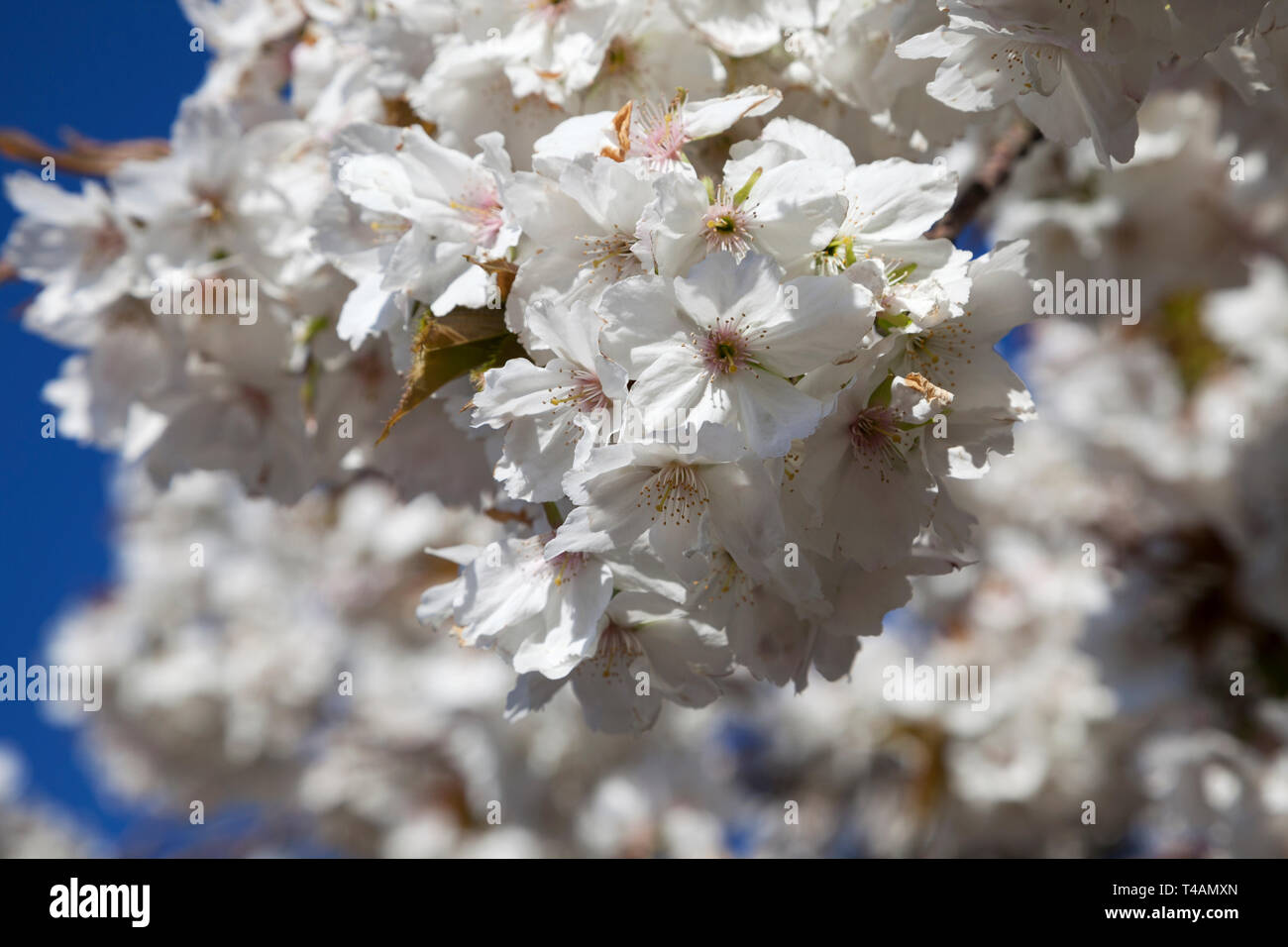 La floraison des cerisiers en fleur blanche sur West Princes Street, Helensburgh, Ecosse Banque D'Images