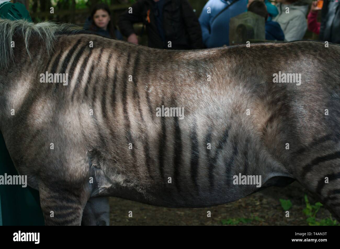 Close up of Zulu le zorse, un croisement entre un zèbre et l'étalon mare. La mère de zoulou était un Arabe gris et son père un zèbre de subventions. Banque D'Images