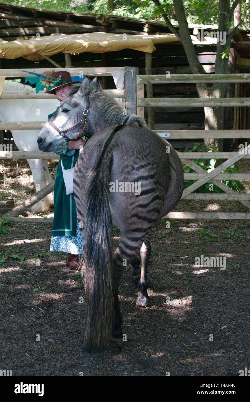 Rebecca Townsend avec Zulu le zorse, un croisement entre un zèbre et l'étalon mare. La mère de zoulou était un Arabe gris et son père un zèbre de subventions. Banque D'Images