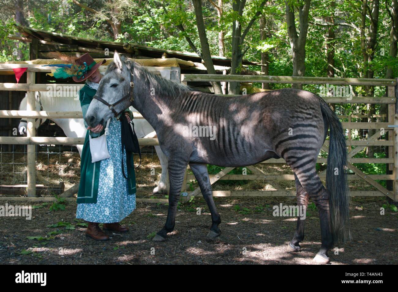 Rebecca Townsend avec Zulu le zorse, un croisement entre un zèbre et l'étalon mare. La mère de zoulou était un Arabe gris et son père un zèbre de subventions. Banque D'Images