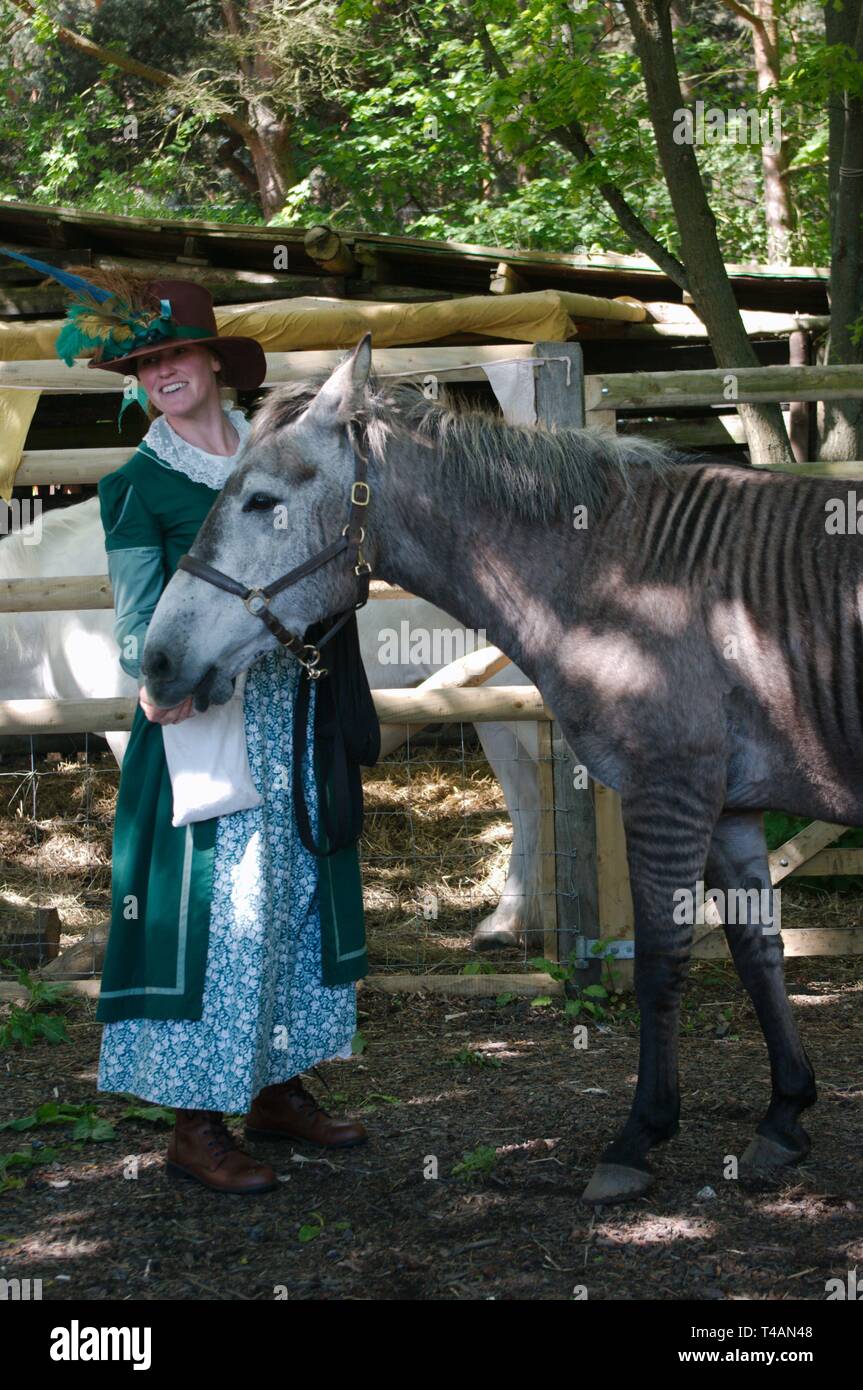 Rebecca Townsend avec Zulu le zorse, un croisement entre un zèbre et l'étalon mare. La mère de zoulou était un Arabe gris et son père un zèbre de subventions. Banque D'Images