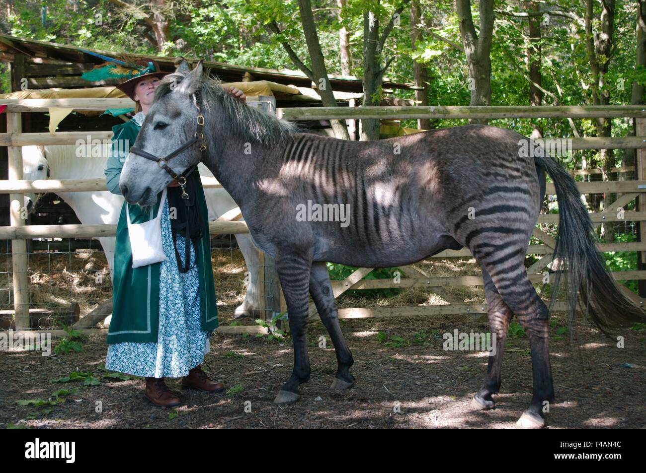 Rebecca Townsend avec Zulu le zorse, un croisement entre un zèbre et l'étalon mare. La mère de zoulou était un Arabe gris et son père un zèbre de subventions. Banque D'Images