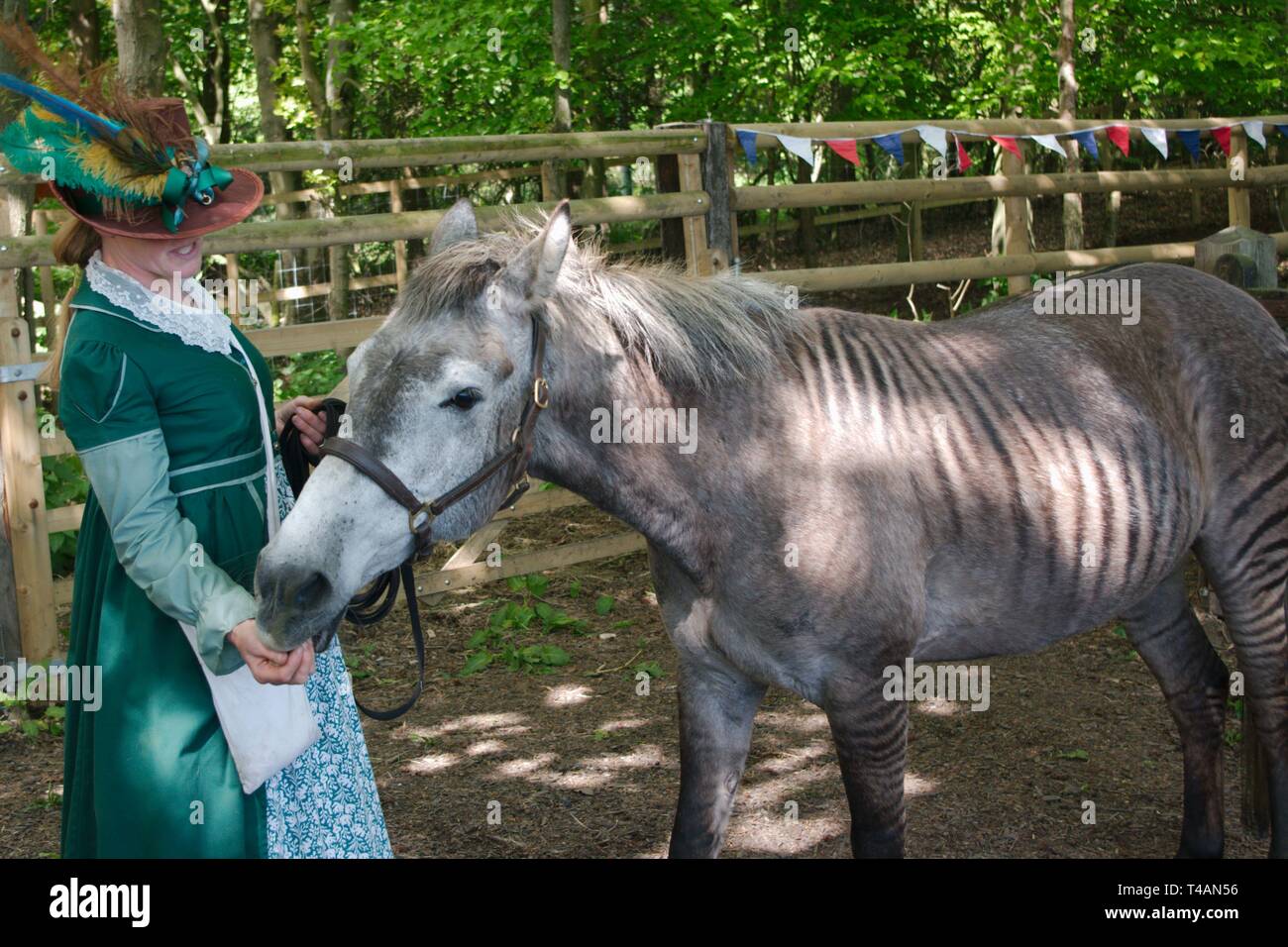 Rebecca Townsend avec Zulu le zorse, un croisement entre un zèbre et l'étalon mare. La mère de zoulou était un Arabe gris et son père un zèbre de subventions. Banque D'Images