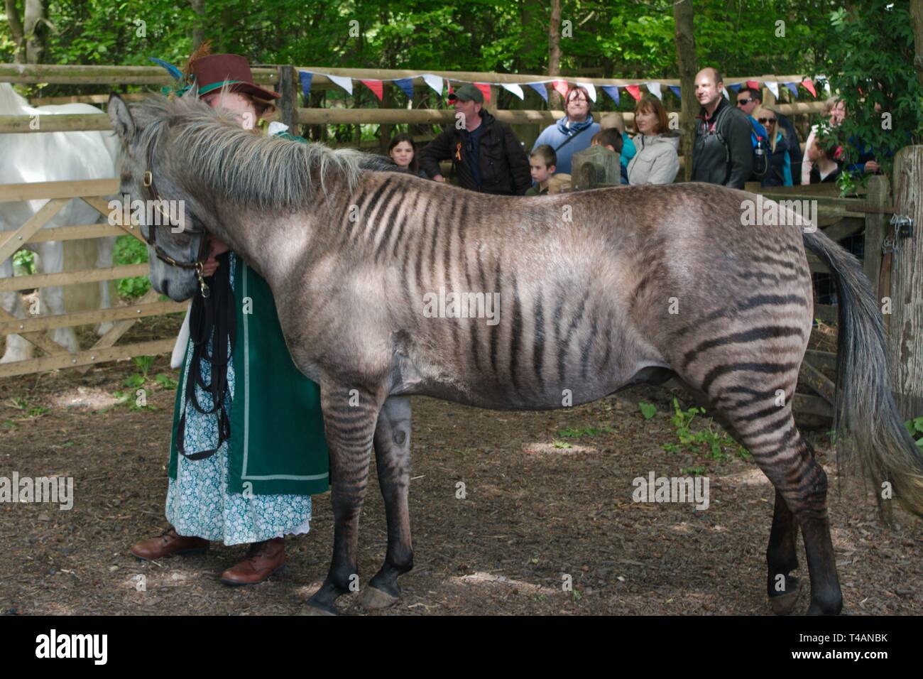 Rebecca Townsend avec Zulu le zorse, un croisement entre un zèbre et l'étalon mare. La mère de zoulou était un Arabe gris et son père un zèbre de subventions. Banque D'Images