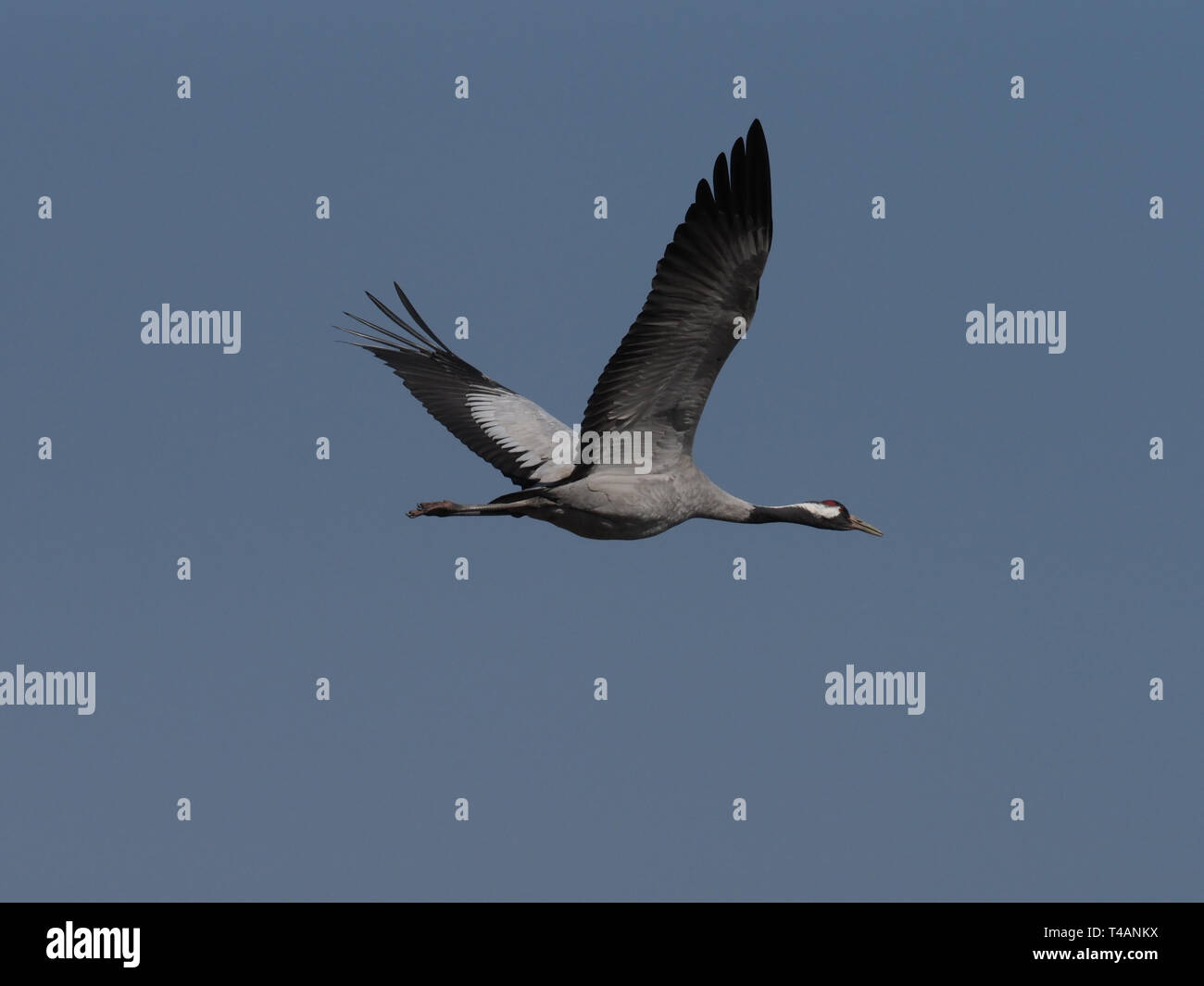 Eurasienne grue Banque D'Images