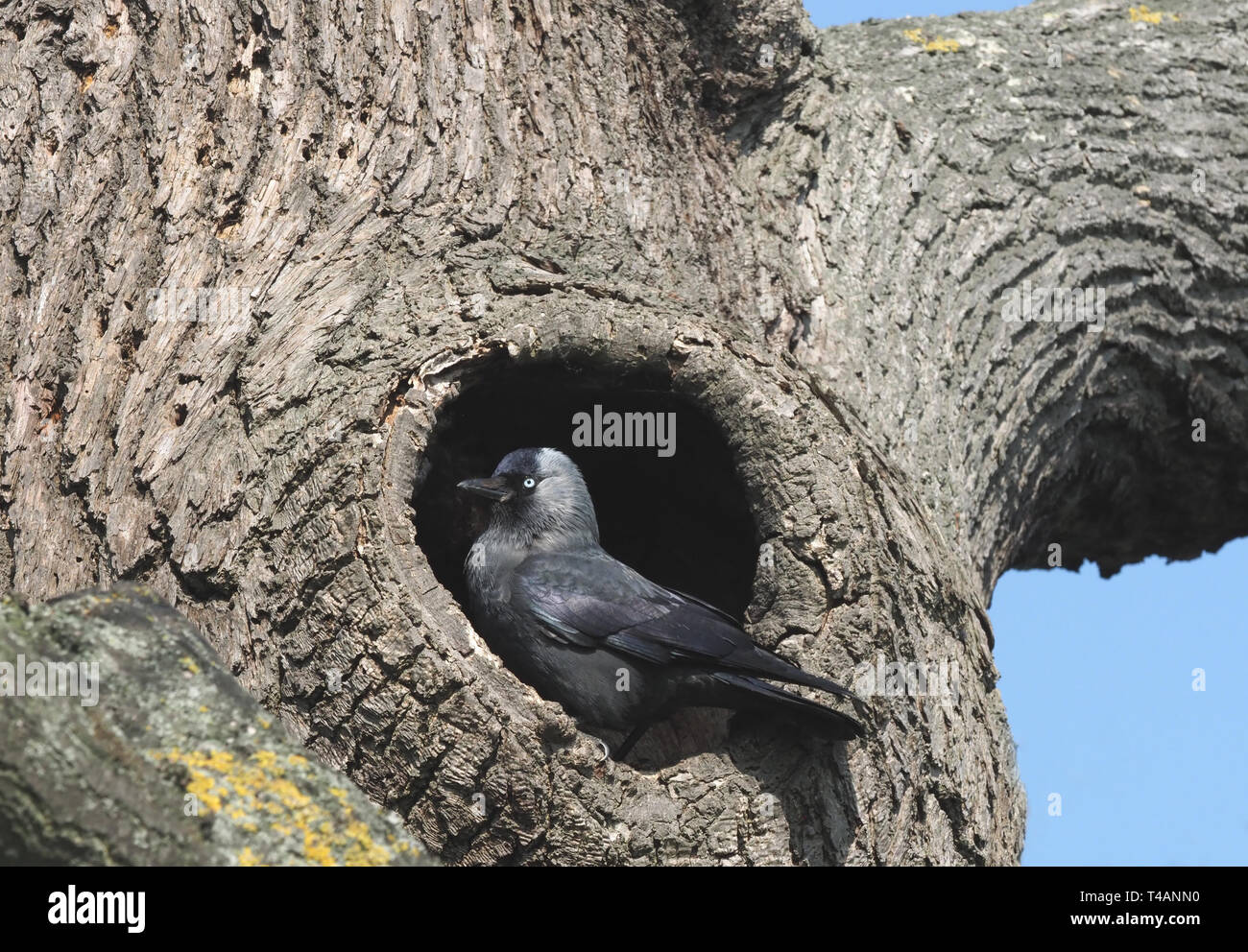 Jackdaw in tree Banque D'Images