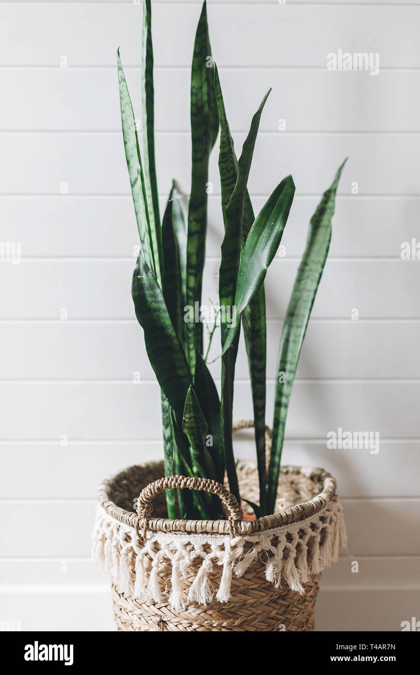 Plante verte élégante sansevieria en pot de paille sur fond de mur rustique  blanc, copie de l'espace. Cette chambre moderne, décoration chambre boho.  Plante en panier en osier Photo Stock - Alamy