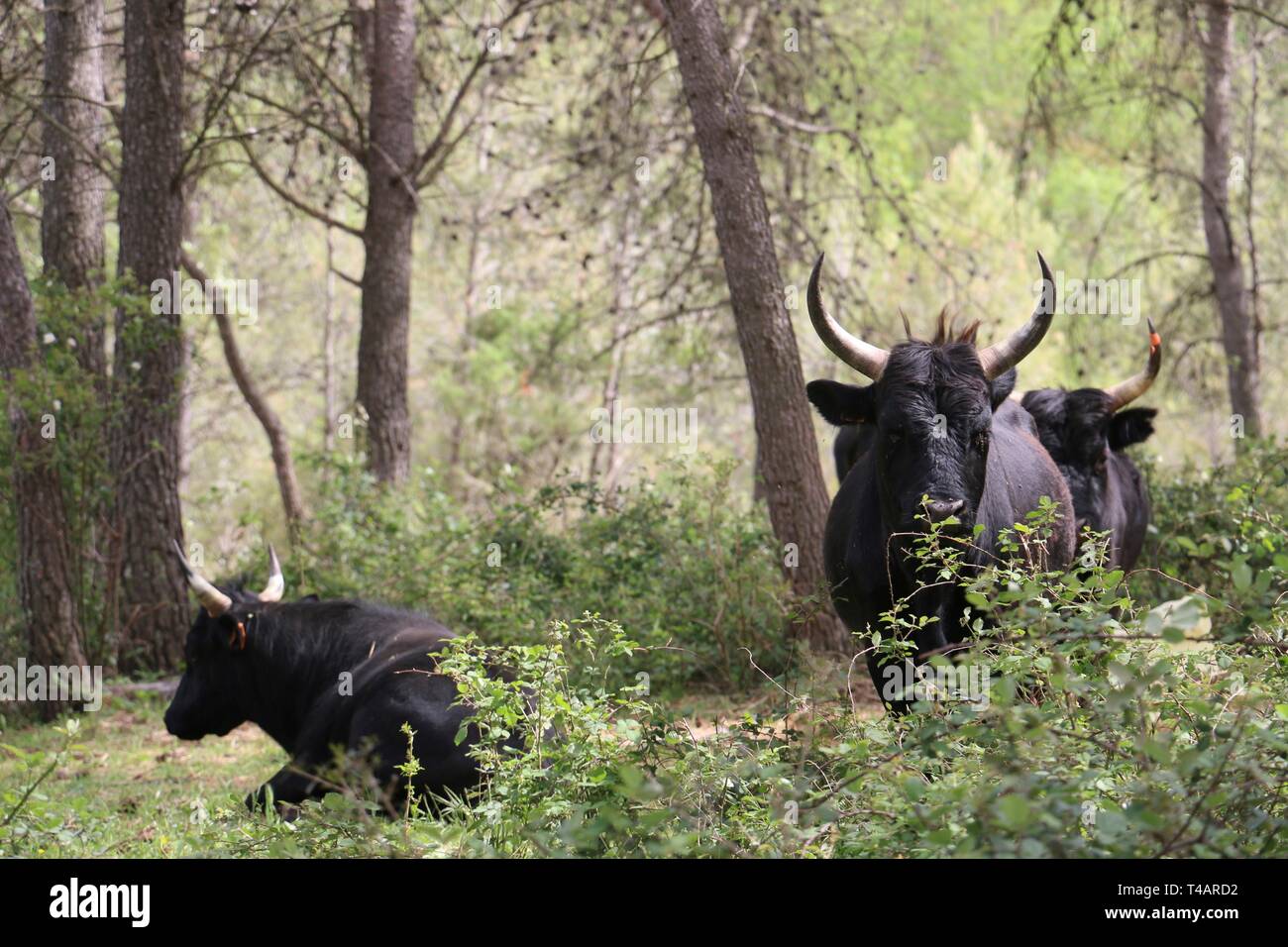 Au sud de la France, l'Occitanie, taureaux camargue - avoir un repos dans un pâturage après une course de taureaux sans effusion traditionnel et jeu dans une arène Occitan Banque D'Images