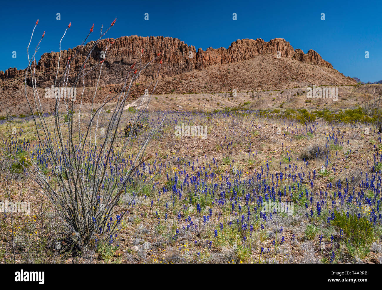 La société, Big Bend bluebonnets en fleurs à River Road, Sierro Chino de falaises, Désert de Chihuahuan, Big Bend National Park, Texas, États-Unis Banque D'Images