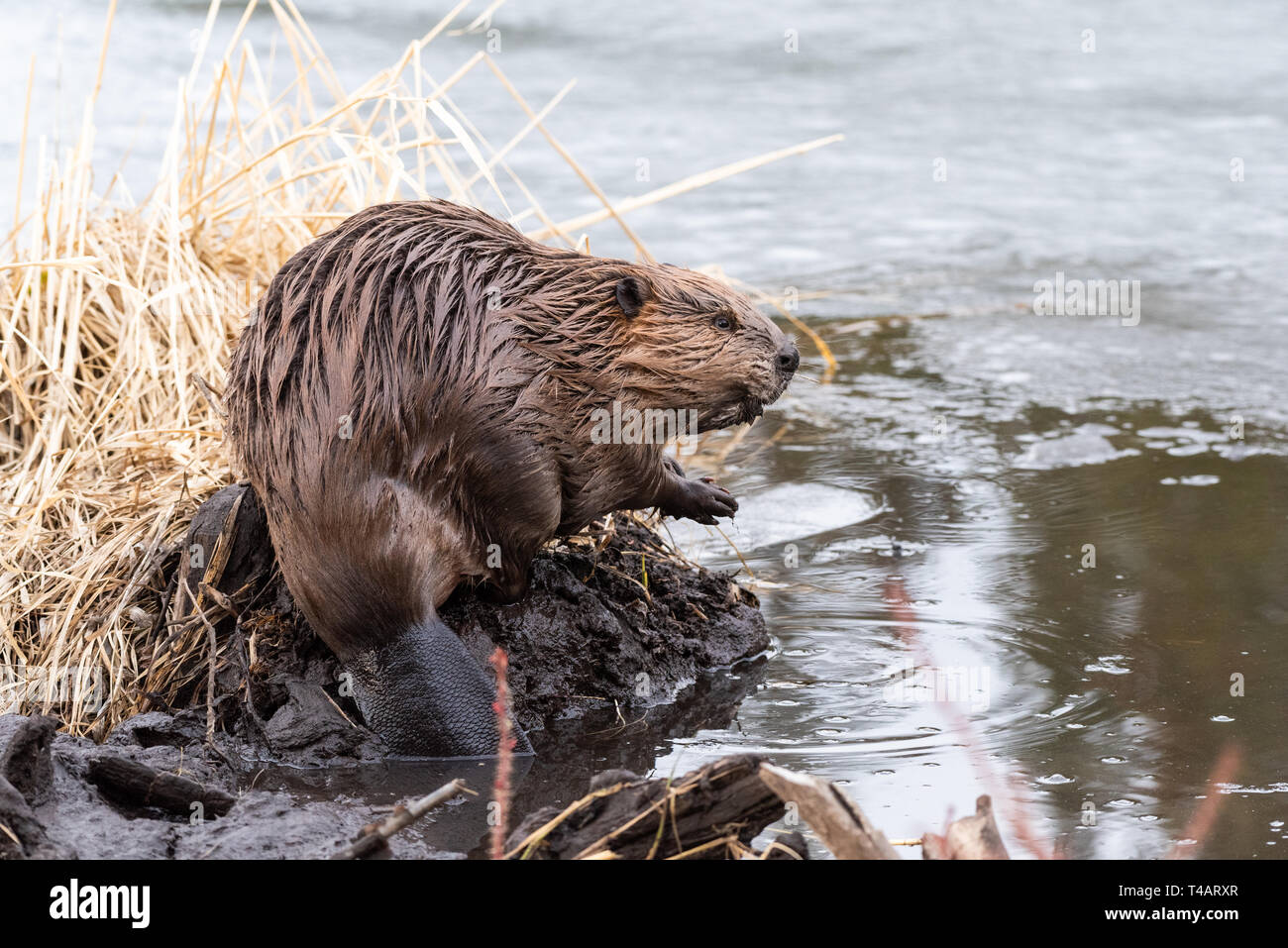 Un jeune castor canadensis sur le bord de la digue à la recherche Banque D'Images