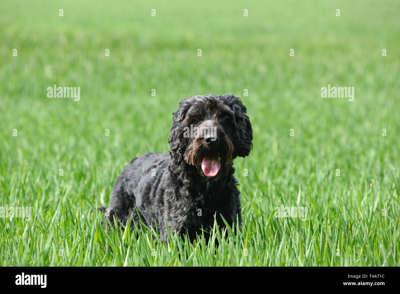 Mâle noir Cockapoo chien dans un champ vert. Banque D'Images