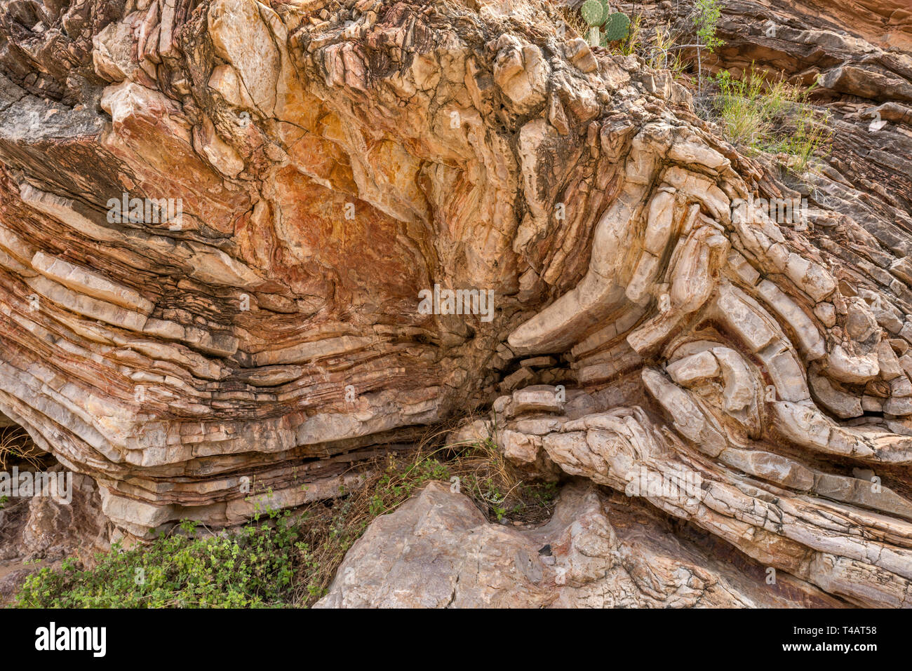 Les couches de schiste et calcaire de Boquillas Formation à Tinaja Ernst Ernst en Canyon, le parc national Big Bend, Texas, États-Unis Banque D'Images