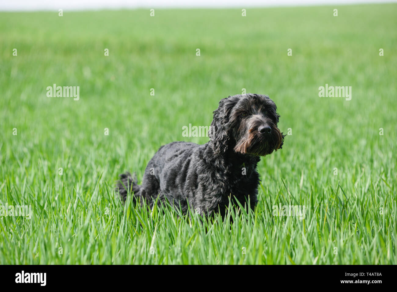 Mâle noir Cockapoo chien dans un champ vert. Banque D'Images