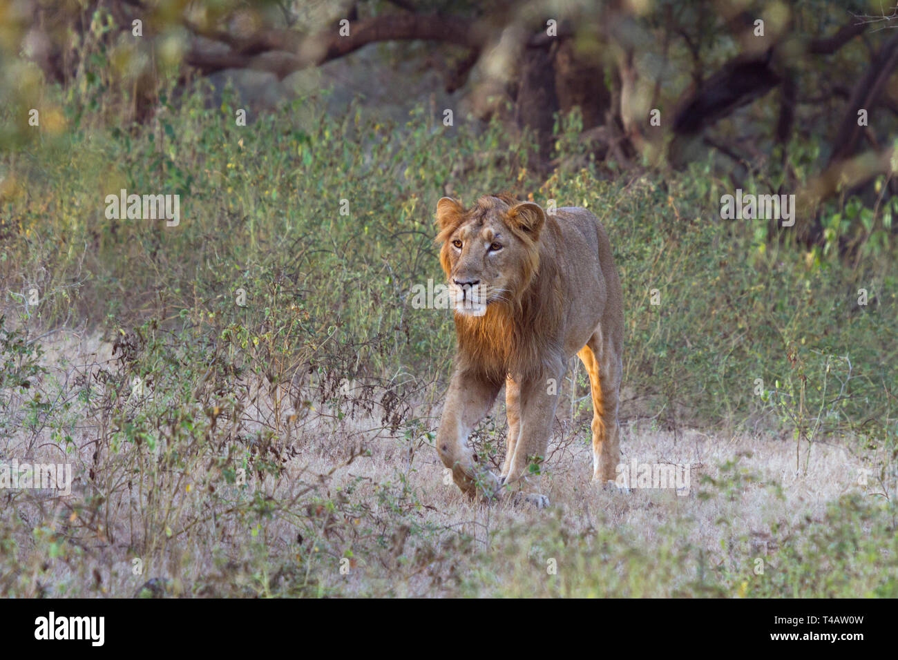 Lion asiatique ou asiatique ou lion Panthera leo leo homme errant dans le parc national de Gir Gujarat Inde Banque D'Images