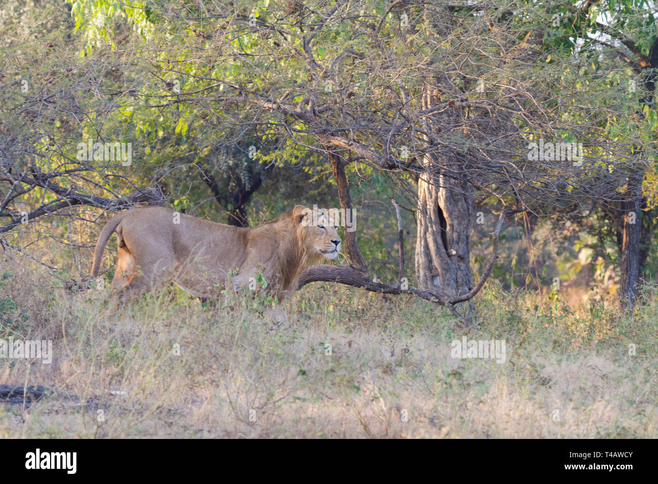 Lion asiatique ou asiatique ou lion Panthera leo leo homme errant dans le parc national de Gir Gujarat Inde Banque D'Images