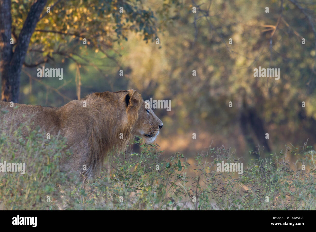Lion asiatique ou asiatique ou lion Panthera leo leo homme errant dans le parc national de Gir Gujarat Inde Banque D'Images