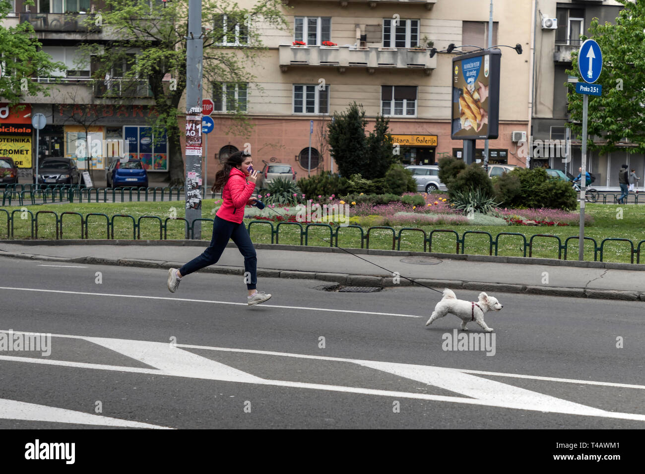 Zemun, Serbie, Apr 14th 2019 : Girl with smartphone et son chien qui court en bas de la rue Karadjordjeva fermé à la circulation en raison d'une course de marathon Banque D'Images