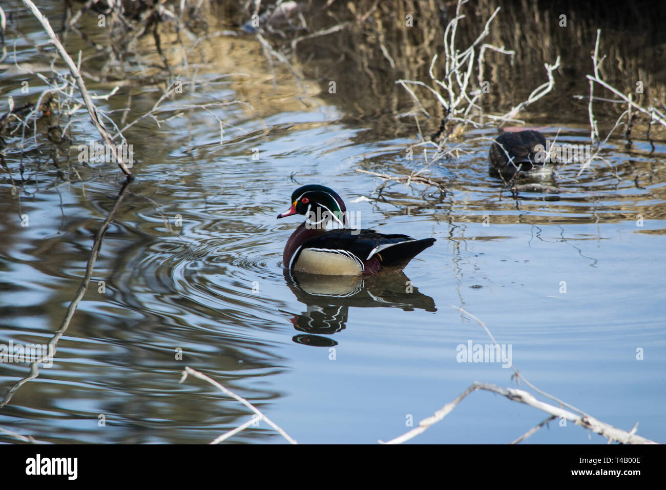 Canards en bois à l'état sauvage. Banque D'Images