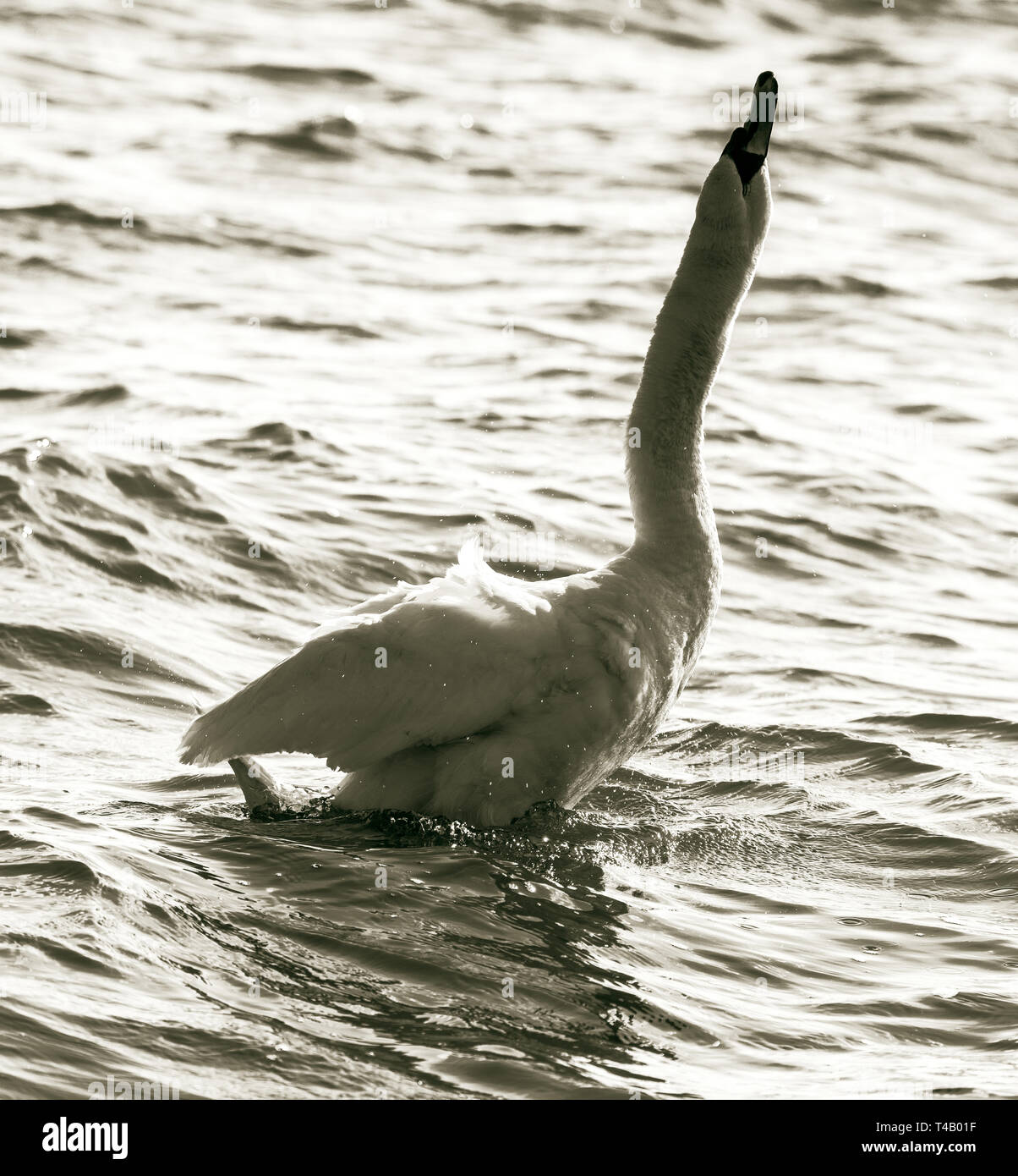 Le cygne blanc, noir-blanc Banque D'Images