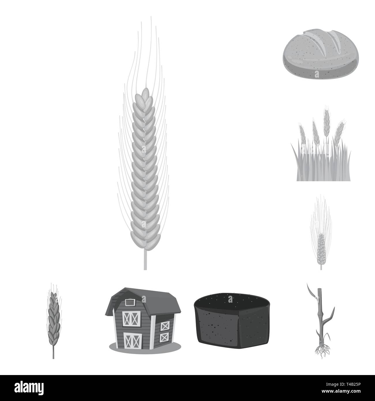 L'orge de printemps,pain,grenier,etuve,hiver,spike,root,bâtiment,maïs,sain,campagne,Culture,céréales,remise,pain,de,vélo,l'automne venu, la nourriture, le petit déjeuner,meadow,croissance,snack,or,farine de seigle,chalet,usine,blé,maïs,grain,récolte,ferme,terrain,agriculture,agriculture,,set,icône,,illustration,collection,isolé,design,graphisme,élément signe,gris,noir,vecteurs vecteur , Illustration de Vecteur