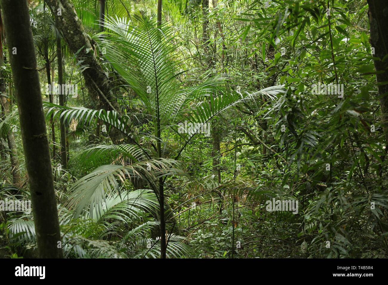 La forêt Mata Atlantica au Brésil. La Serra dos Orgaos parc national. Banque D'Images