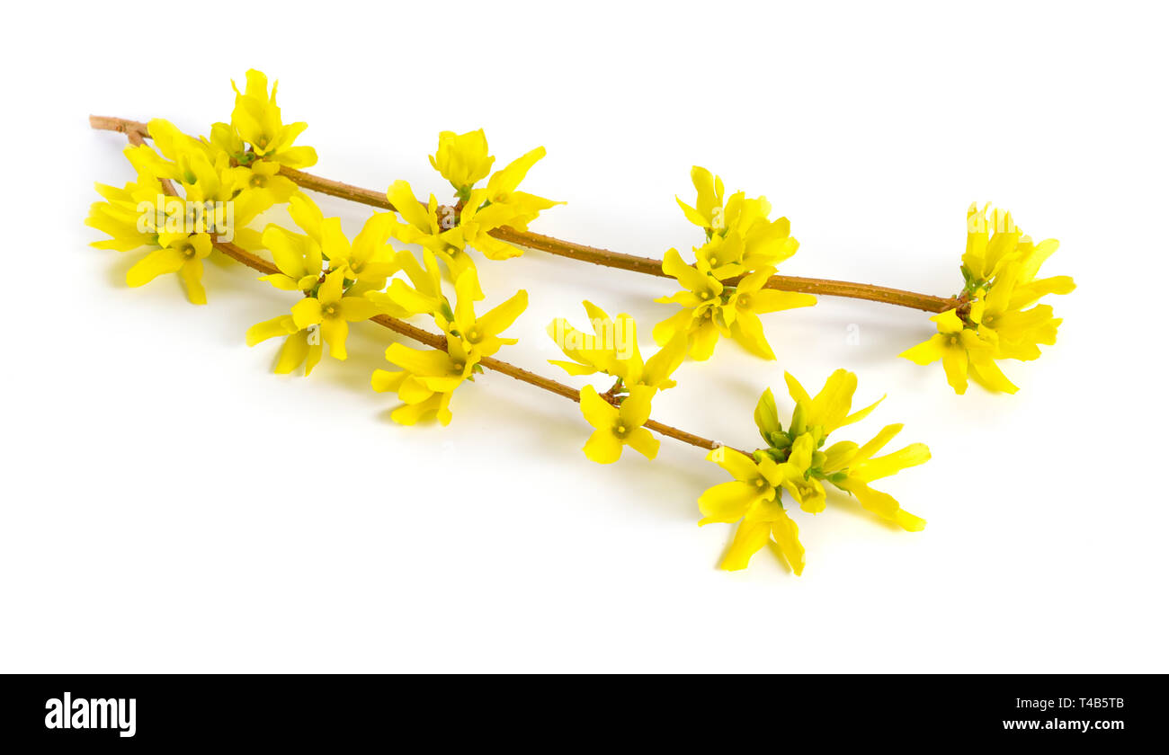 Forsythia est un genre de plantes de la famille des olives Oleaceae. Forsythia est aussi l'un des noms communs de la plante, de même que l'arbre de Pâques. Isol Banque D'Images