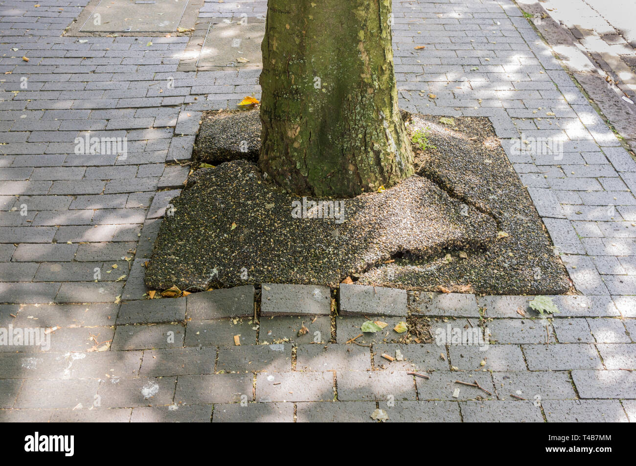 Dommages causés par les racines des arbres sur les routes en milieu urbain. Banque D'Images