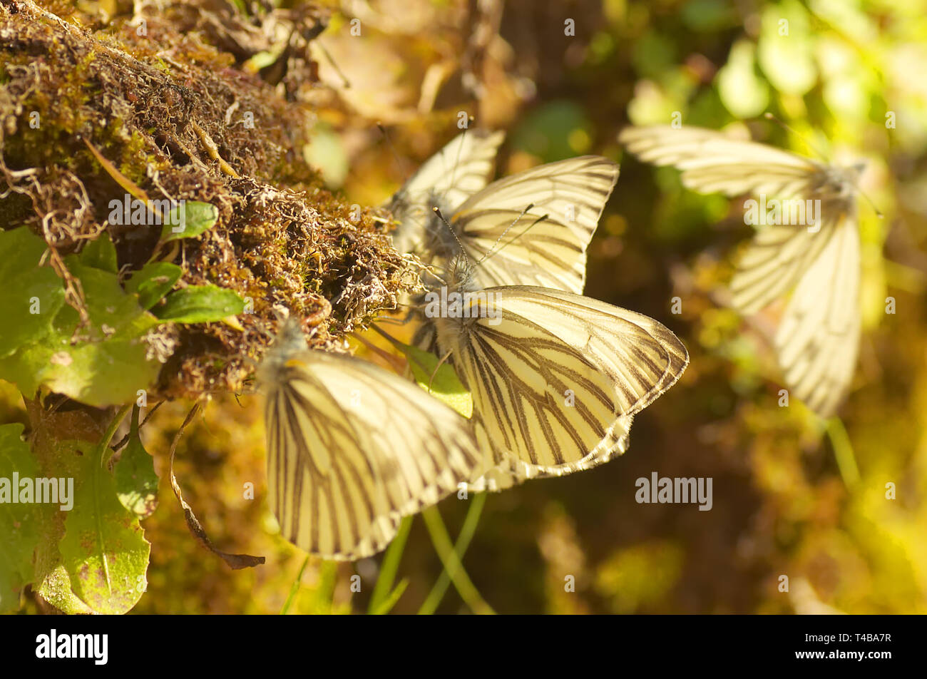Plusieurs White, Pontia protodice) (également connu sous le nom de papillons blanc à carreaux, en sirotant l'humidité de la mousse avec un certains papillon en battant. Banque D'Images