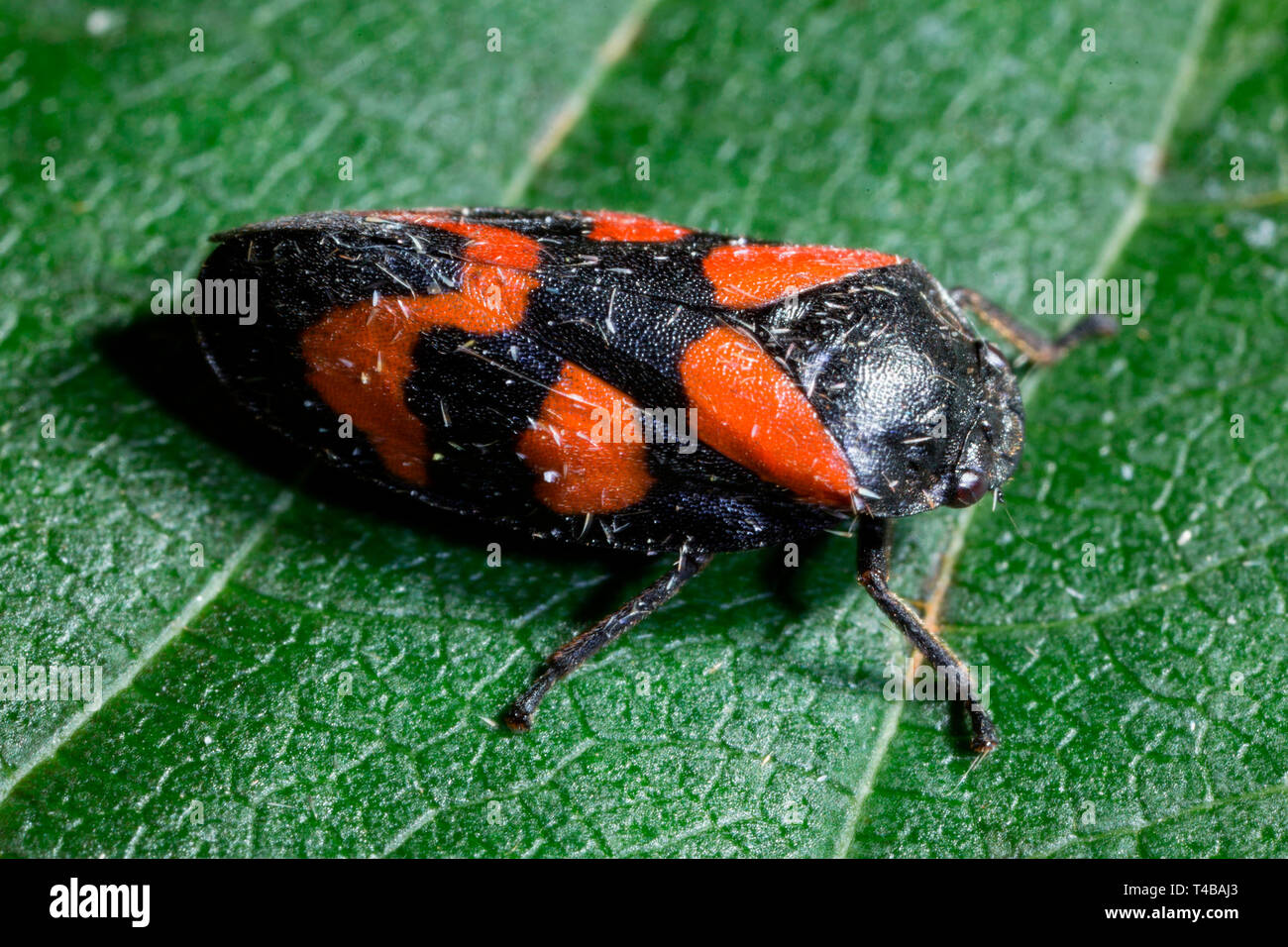 Black-et-rouge, Sippenauer froghopper Moor, Bavière, Allemagne, (Cercopis vulnerata) Banque D'Images
