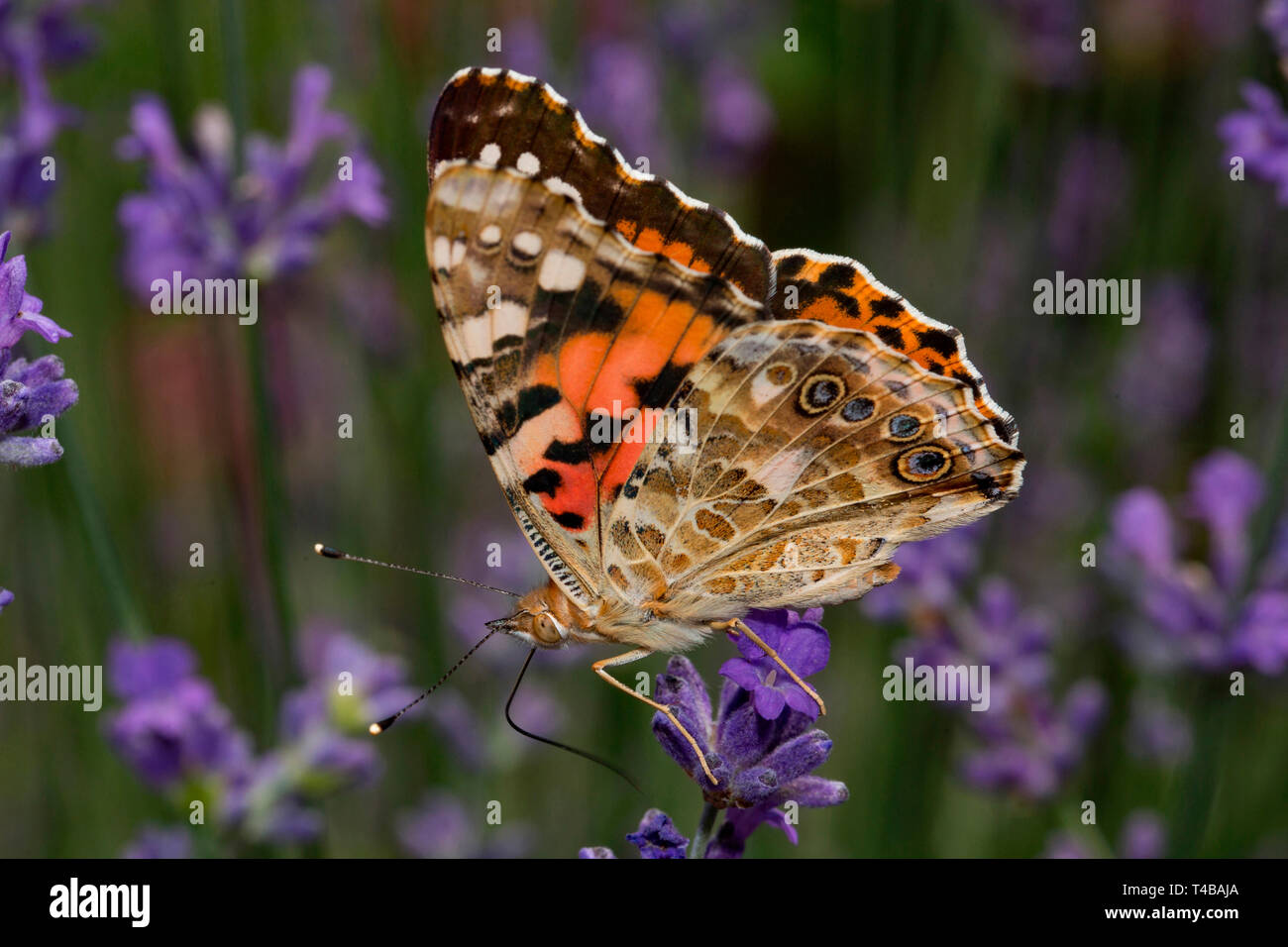 La belle dame (Vanessa cardui) Banque D'Images