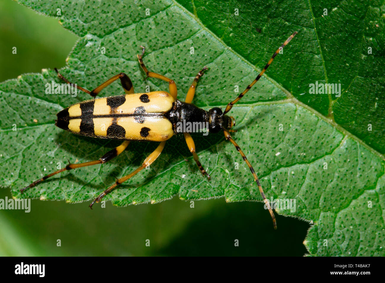 Repéré longhorn (Rutpela maculata) Banque D'Images