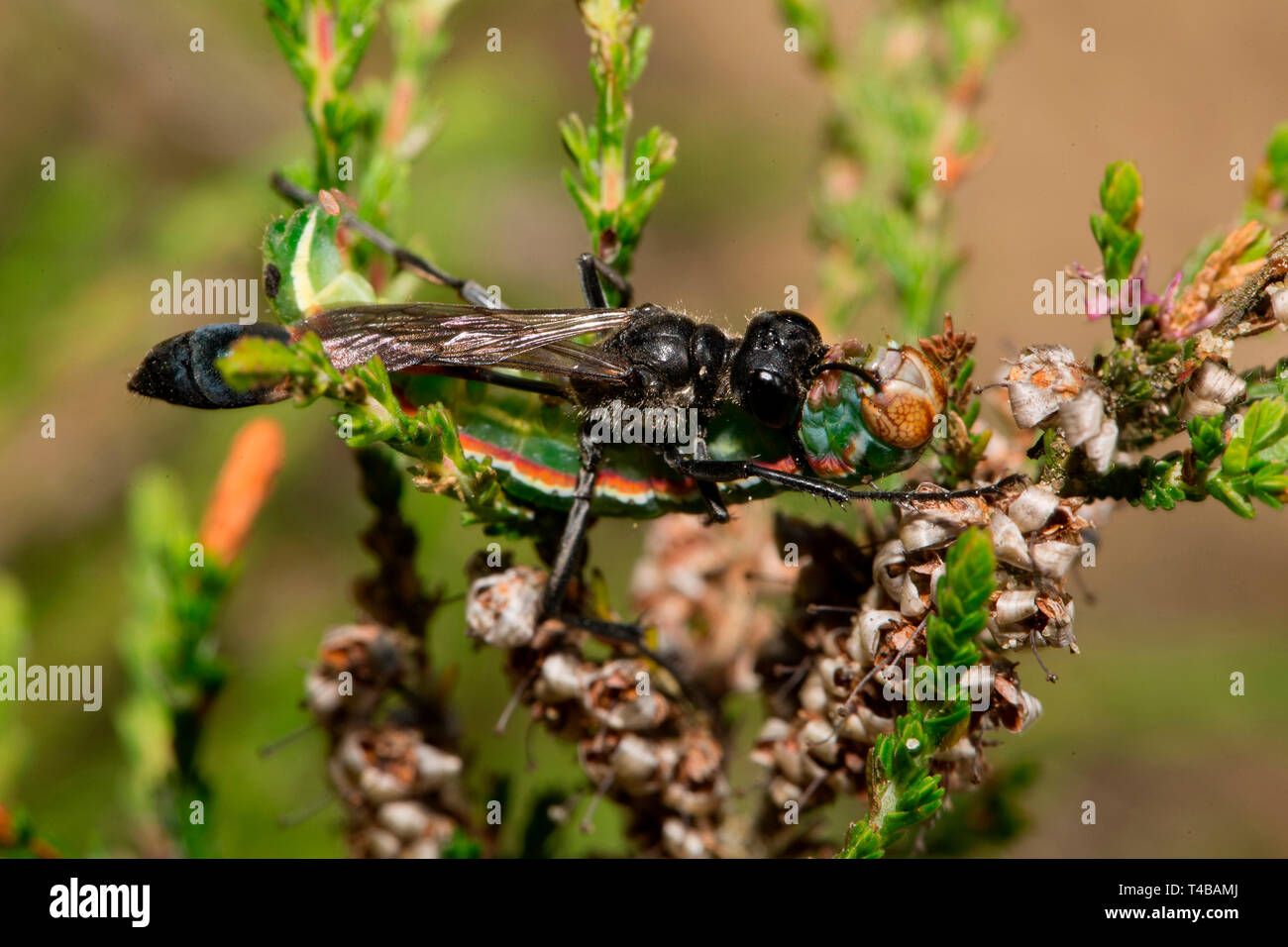Sable rouge-bagué, wasp (Ammophila sabulosa) Banque D'Images