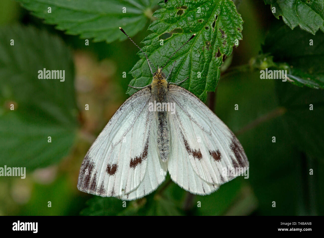 Grand blanc, (Pieris brassicae) Banque D'Images