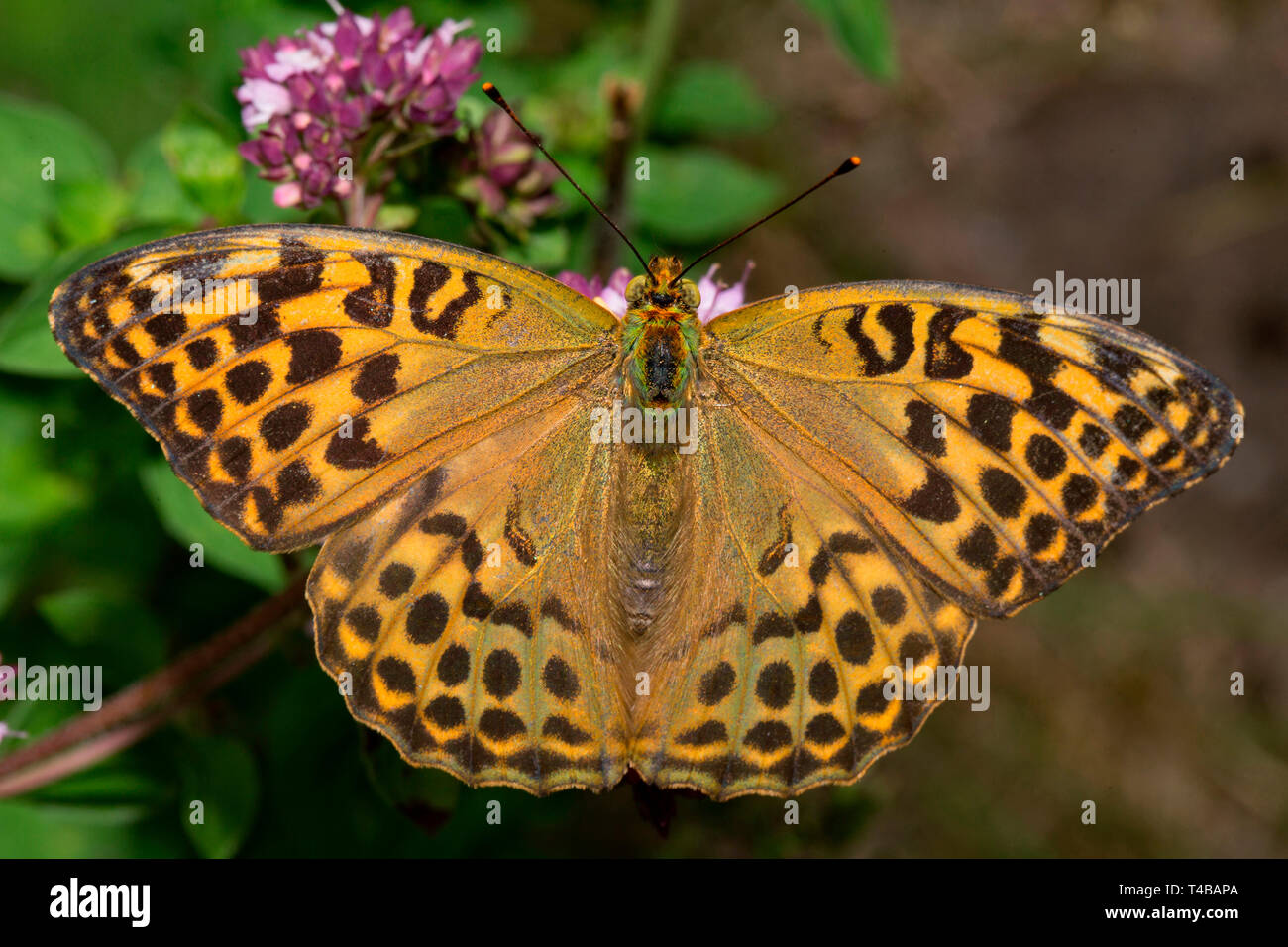 Silver-lavé fritillary (Argynnis paphia), Banque D'Images