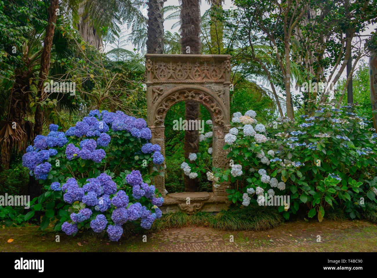 Hortensien (Hortensia), Monte Palace Tropical Garden, Monte, Funchal, Madeira, Portugal Banque D'Images