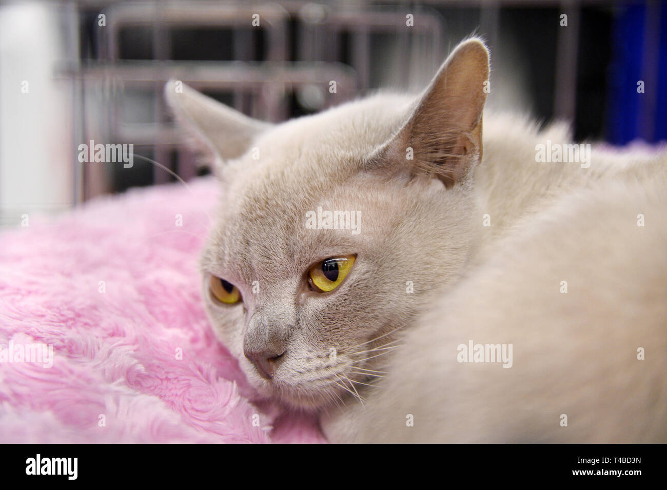 Chiens Et Chats Paris France Banque Dimages Photo