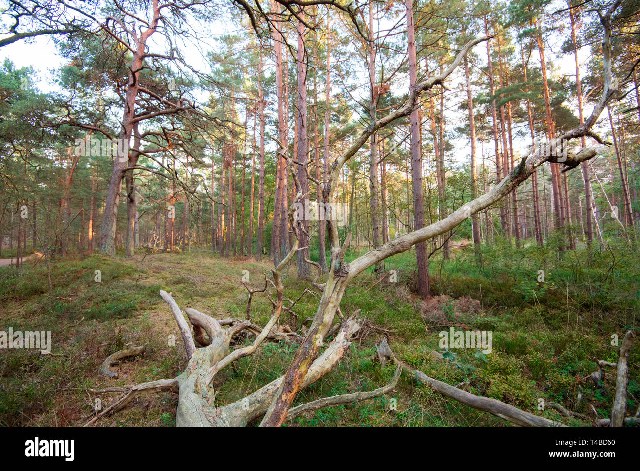 Forêt vierge, Poméranie occidentale Lagoon Salon National Park, Fischland-Darss-Zingst, Mecklembourg-Poméranie-Occidentale, Allemagne, Europe Banque D'Images