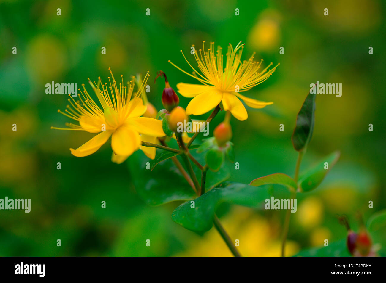 Stinkendes Johanniskraut Hypericum hircinum, Banque D'Images