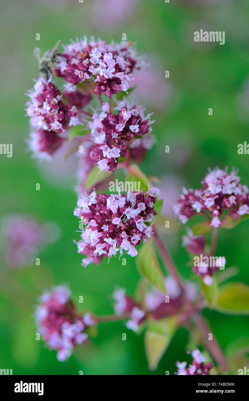Dost, Wilder Majoran, origanum vulgare Banque D'Images