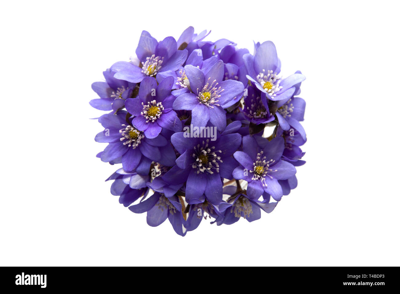 Un bouquet de violettes bleu sur fond blanc Banque D'Images