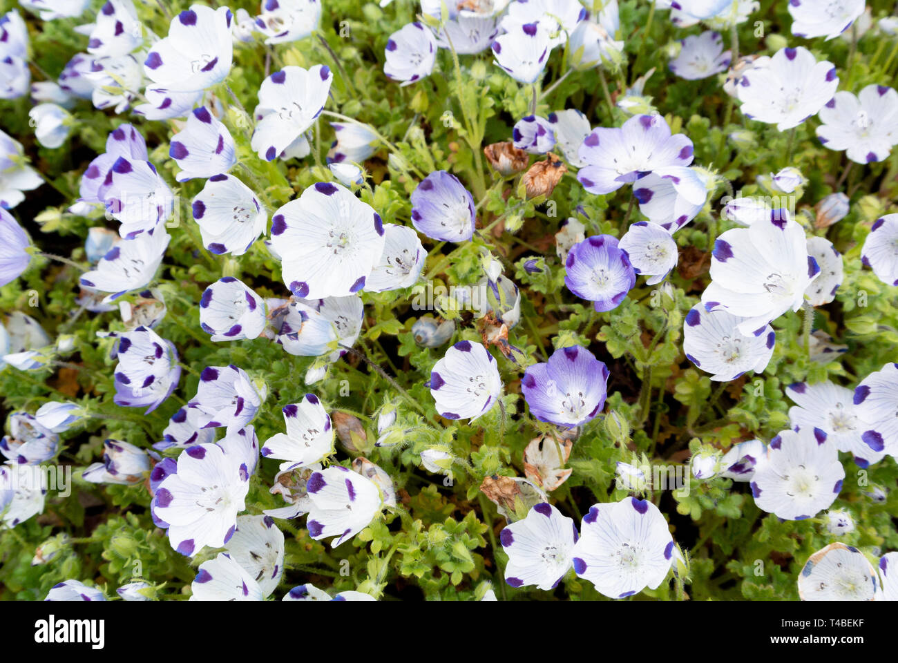 Nemophila maculata, baby blue eyes Banque D'Images