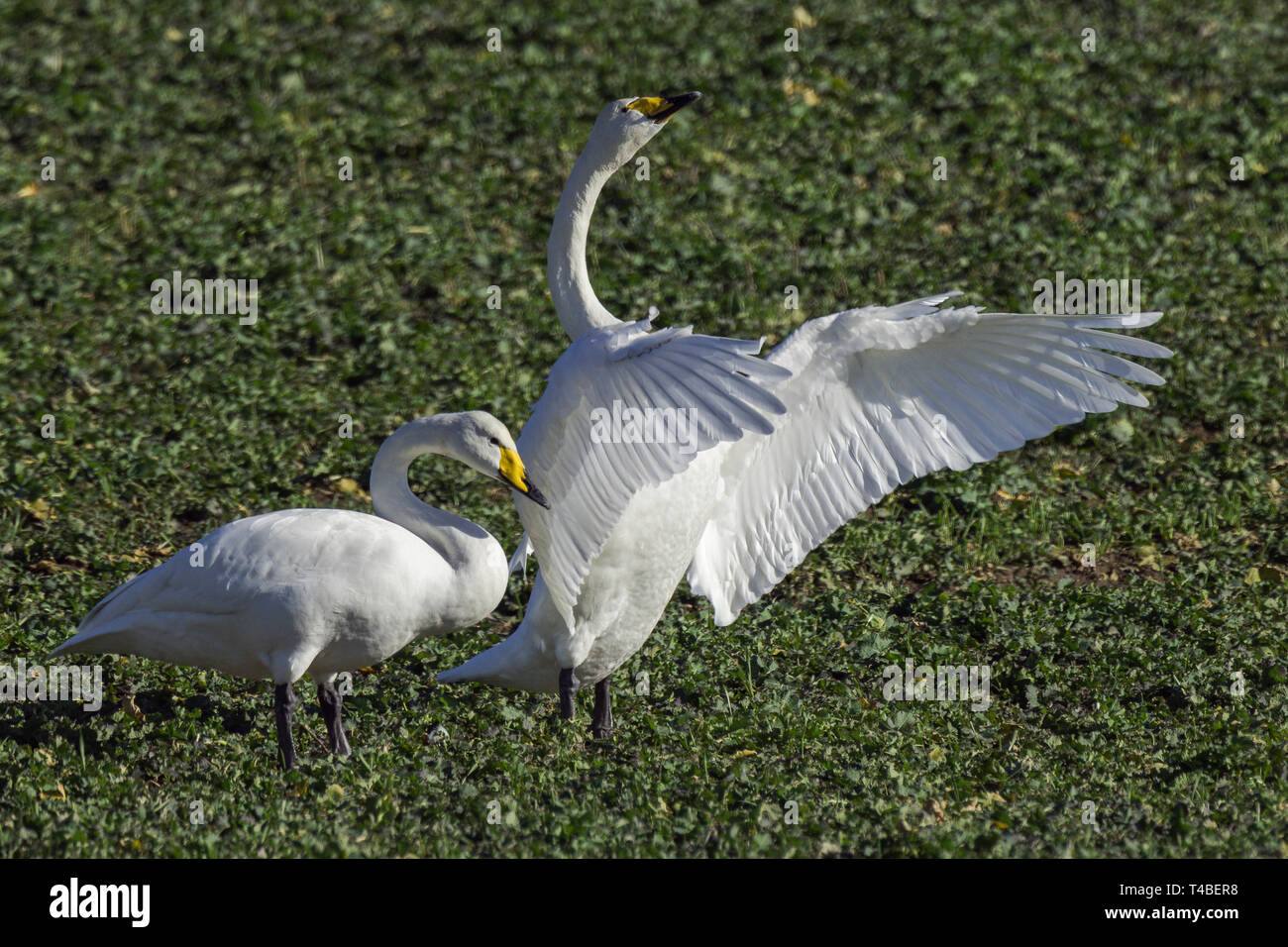 Une paire de cygnes chanteurs, Cygnus cygnus, en hiver sur un champ Banque D'Images