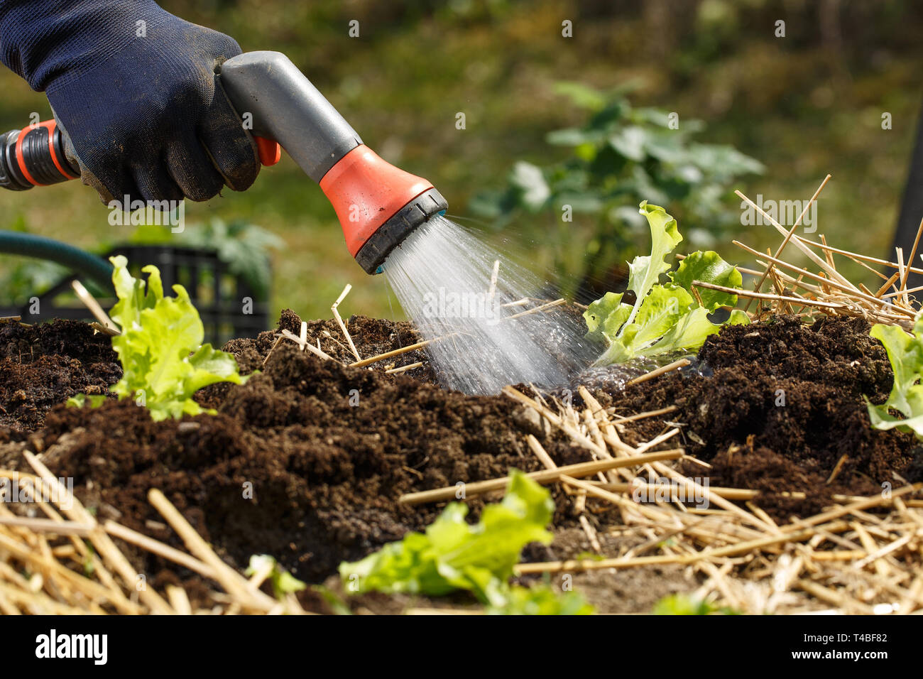 Arrosage jardinier semis fraîchement dans lit de jardin pour stimuler la croissance d'une douche à l'arrosage. Le jardinage biologique, des aliments sains, la nutrition et la di Banque D'Images