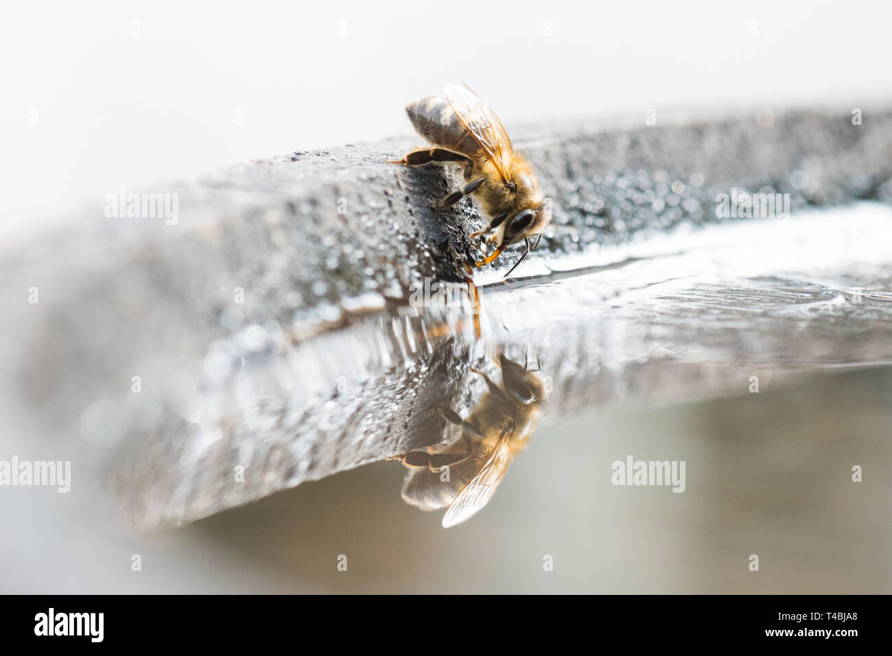 - L'abeille Apis mellifera - eau potable de Bird Bath, Royaume-Uni Banque D'Images