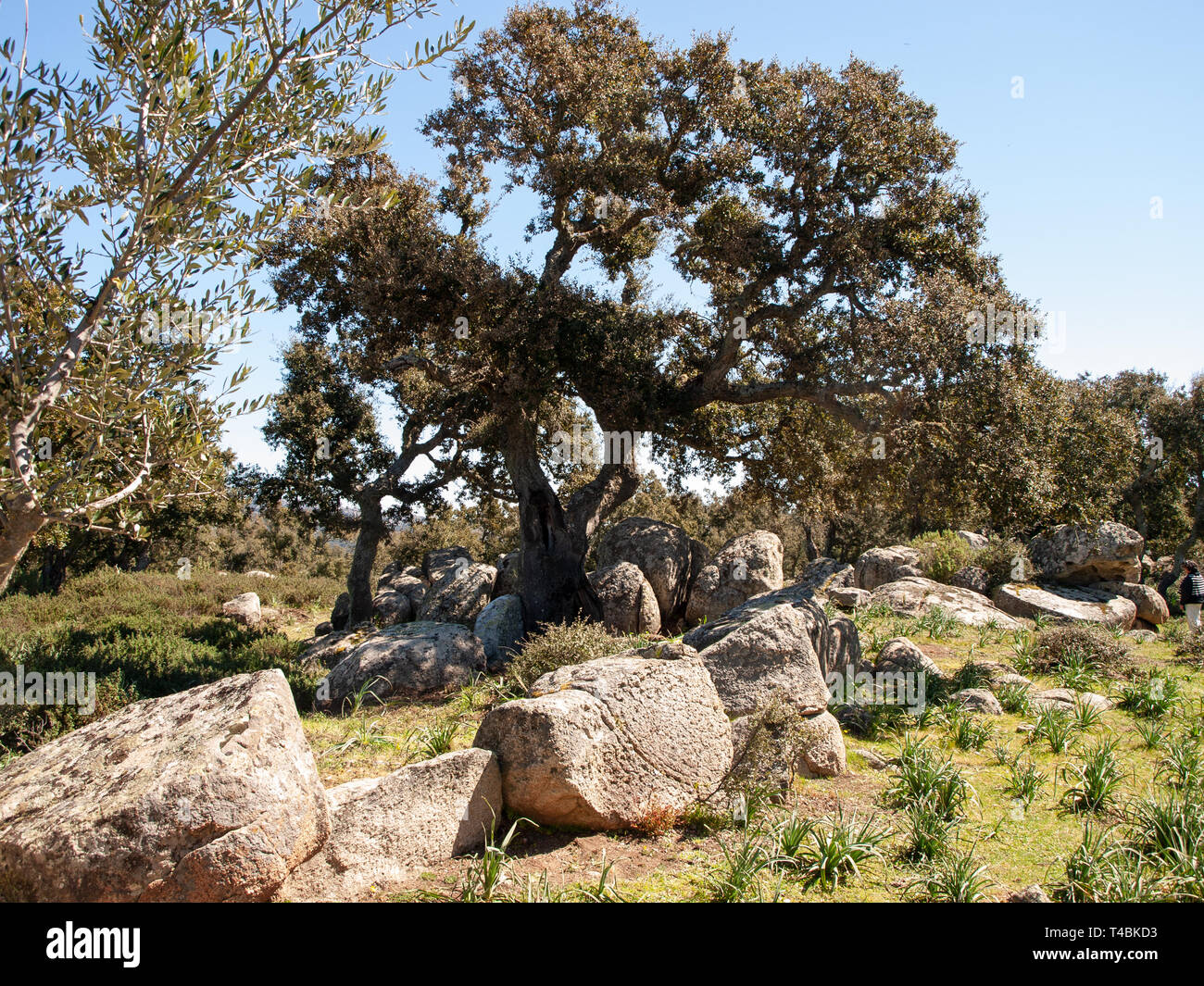 Site archéologique de Noddule dans le cercle mégalithique et grande hutte circulaire dans le nouveau site archéologique EN SARDAIGNE , ITALIE Banque D'Images