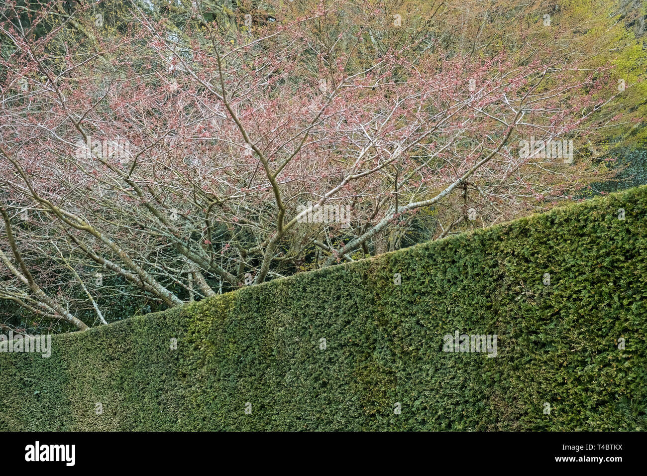 Un exemple de l'If d'evergreen clippé fournissant la conception de couverture et de structure dans un jardin en hiver et au début du printemps mois, avril, England, UK Banque D'Images