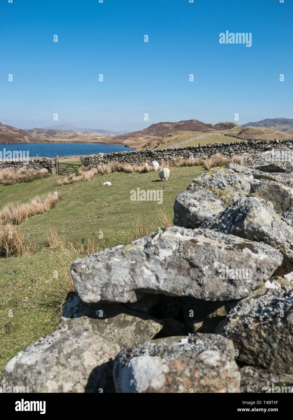 Vue panoramique à Cregennan les lacs, dans le sud du Parc National de Snowdonia, Gwynedd, Pays de Galles, Royaume-Uni Banque D'Images