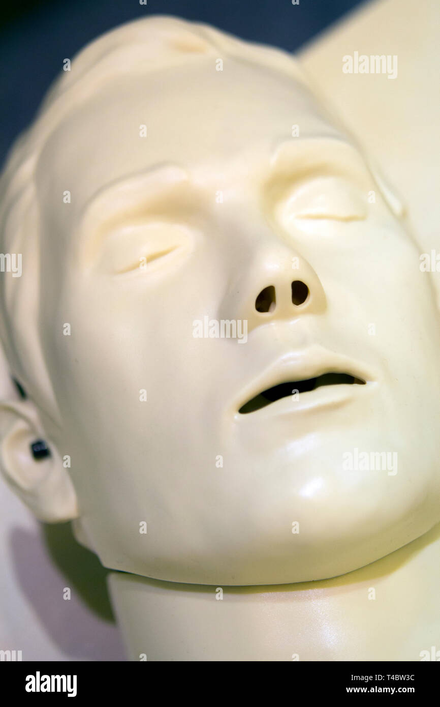 Un modèle mannequin médical visage homme à pleine bouche close-up, medical exhibit Banque D'Images