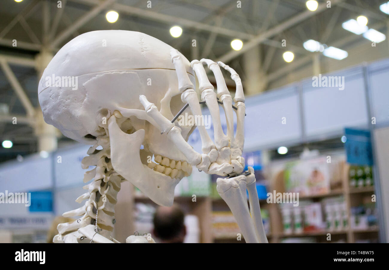 Squelette humain et la présentation d'un crâne humain libre, medical exhibit Banque D'Images