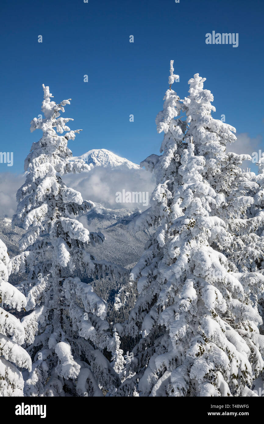 WA17114-00...WASHINGTON - Vue de la Cabane haute partie de la Mt. Tahoma Trail Association hut système dans la forêt d'État Tahoma. Au loin le Mont Rai Banque D'Images WA17114-00...WASHINGTON - Vue de la Cabane haute partie de la Mt. Tahoma Trail Association hut système dans la forêt d'État Tahoma. Au loin le Mont Rai Banque D'Images